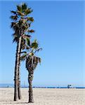 Palms on Santa Monica Beach - Los Angeles - during a sunny day with a perfect blue sky