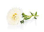 White aster flower. Isolated on white background