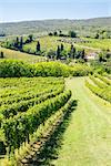 An image of a nice wine hill in Italy