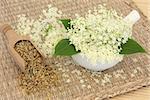 Meadowsweet herb flowers dried and fresh used in natural alternative medicine. Filipendula ulmaria.