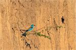 european roller (coracias garrulus) on the branch