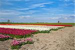 colorful tulip fields and windmill in Alkmaar, North Holland