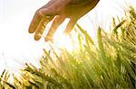 Hand over wheat field in early summer evening.