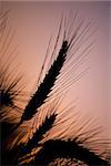 Silhouette of ripening wheat ears in summer evening.