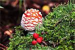 Fly-agaric in forest with little green mushrooms and red berry