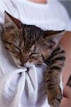 Sleeping kitten in owner arms - closeup