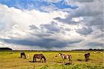 storm sky cloudscape over pasture with horses and foals