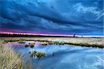 storm over swamp with flowering cottograss at sunset, Drenthe, Netherlands