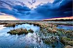 flowering cottongrass on swamp at sunset during storm, Drenthe