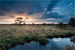 calm sunset over swamps with little pine trees, Fochteloerveen, Drenthe