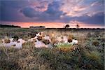 warm silent sunset over swamps in Fochteloerveen, Drenthe