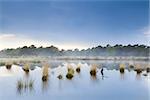 blue fog over swamp in Drenthe after rain