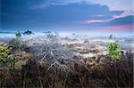 dead fallen tree on swamp in misty sunset, Fochteloerveen, Drenthe