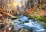 Fast river in a mountain forest on a sunny day