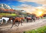 Running horses in the autumn mountains at sunset