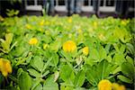 Small yellow flower Pinto Peanut plant,Small yellow flower blooming on the ground