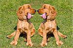 Two young red English Cocker Spaniel dogs on green grass background