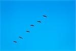 Several silhouettes of flying cormorants against blue sky