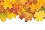 Colorful autumn maple leaves border. Isolated on white background