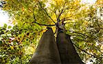 Low angle view of two high large trees