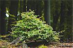 Close up of a plant against tree trunks in the forest