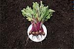 Bunch of beetroot on plate laid on soil