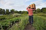 Mature man carrying basket of leaves on herb farm