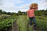 Mature man holding basket of leaves on herb farm