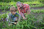 Mature man and son discovering plants on herb farm