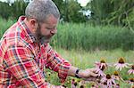 Mature man checking echinacea on herb farm