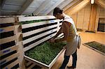 Woman checking tray of seedlings on family herb farm