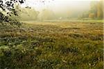 Morning Fog on Pasture, near Dahn, Palatinate Forest, Rhineland-Palatinate, Germany