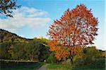 Hambach Castle and Vineyard Landscape, near Neustadt, German Wine Route, Rhineland-Palatinate, Germany