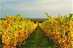Vineyard Landscape, near Bad Duerkheim, German Wine Route, Rhineland-Palatinate, Germany