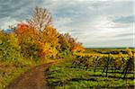 Vineyard Landscape, near Bad Duerkheim, German Wine Route, Rhineland-Palatinate, Germany