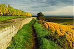 Vineyard Landscape, near Bad Duerkheim, German Wine Route, Rhineland-Palatinate, Germany