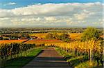 Vineyard Landscape, Ortenau, Baden Wine Route, Baden-Wurttemberg, Germany