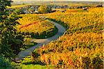 Vineyard Landscape, Ortenau, Baden Wine Route, Baden-Wurttemberg, Germany