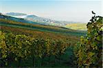 Vineyard Landscape, Ortenau, Baden Wine Route, Baden-Wurttemberg, Germany