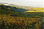 Vineyard Landscape and Riegel Village, Ortenau, Baden Wine Route, Baden-Wurttemberg, Germany