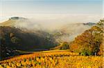 Vineyard Landscape and Waldmatt Village, Ortenau, Baden Wine Route, Baden-Wurttemberg, Germany