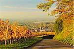 Vineyard Landscape and Lauf Village, Ortenau, Baden Wine Route, Baden-Wurttemberg, Germany