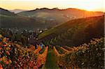 Vineyard Landscape and Sasbachwalden Village, Ortenau, Baden Wine Route, Baden-Wurttemberg, Germany