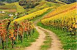 Vineyard Landscape, Ortenau, Baden Wine Route, Baden-Wurttemberg, Germany