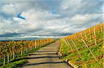 Vineyard Landscape, Ortenau, Baden Wine Route, Baden-Wurttemberg, Germany