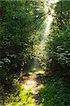 Sunrays in Forest, Hunsruck, Rhineland-Palatinate, Germany