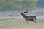 Bellowing Male Fallow Deer (Cervus dama) in Autumn, Hesse, Germany