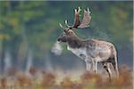 Male Fallow Deer (Cervus dama) in Autumn, Hesse, Germany