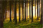 Spruce Forest in Early Morning Mist at Sunrise, Odenwald, Hesse, Germany