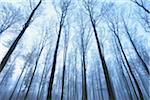 European Beech Forest (Fagus sylvatica) in Early Morning Mist, Spessart, Bavaria, Germany